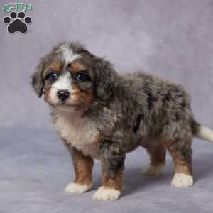 Cali, Mini Bernedoodle Puppy